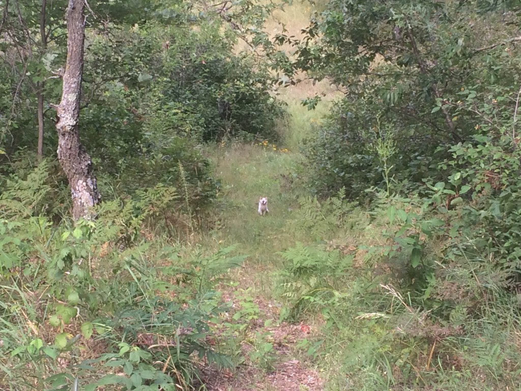 the feral White Cat watching me behind the trailer