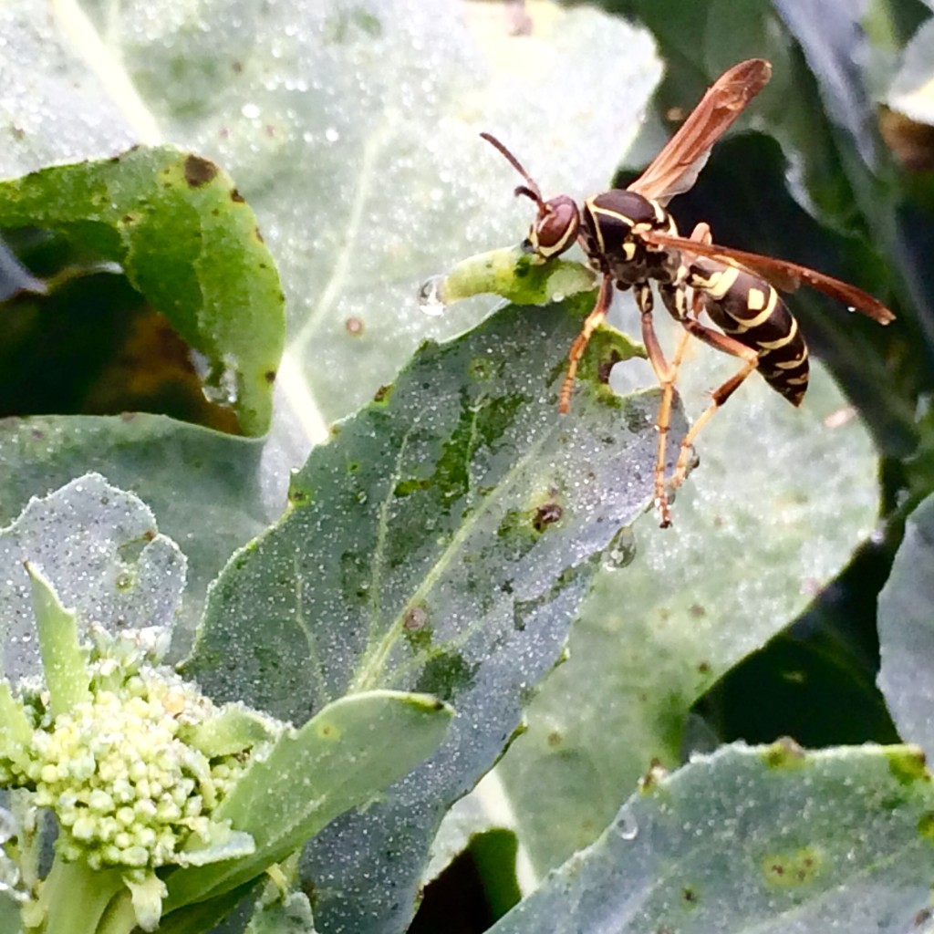 wasp eating a cabbage looper that had been eating our broccoli