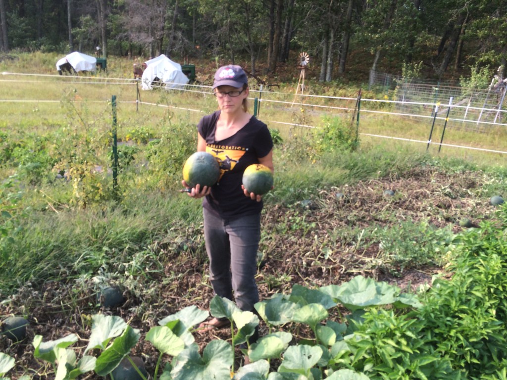 fungal melon devastation - at least it waited til we got SOME melons ...