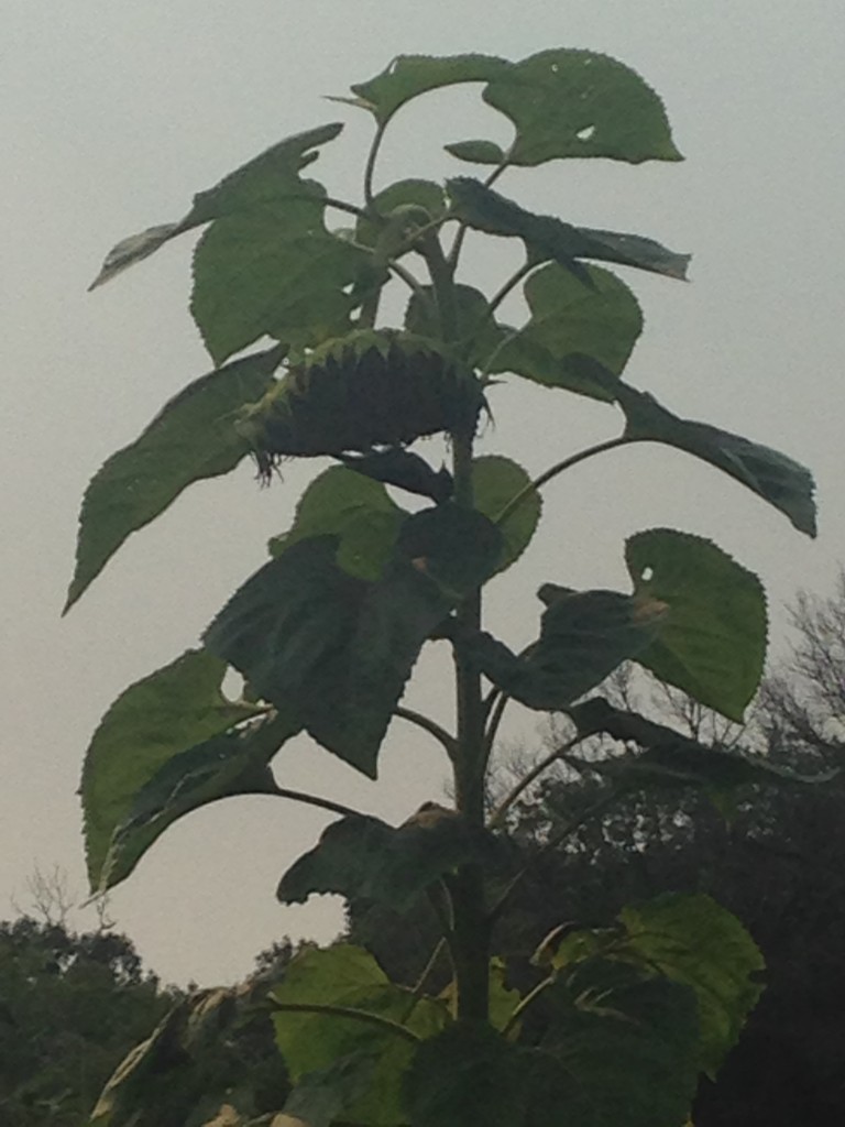 woodpecker on sunflower