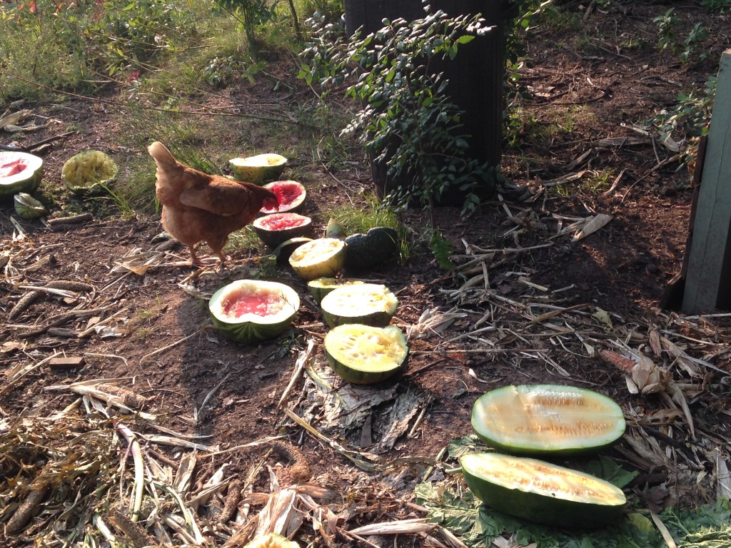 the chickens benefit when fungus attacks and kill melon vines