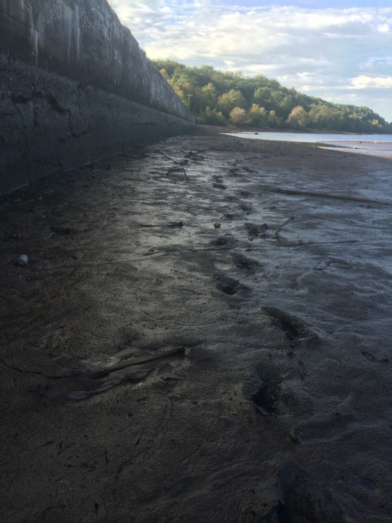 prints in the muck - they lowered the Croix by 8 feet upstream of the dam for repairs, so we went to check it out with Kristin's folks