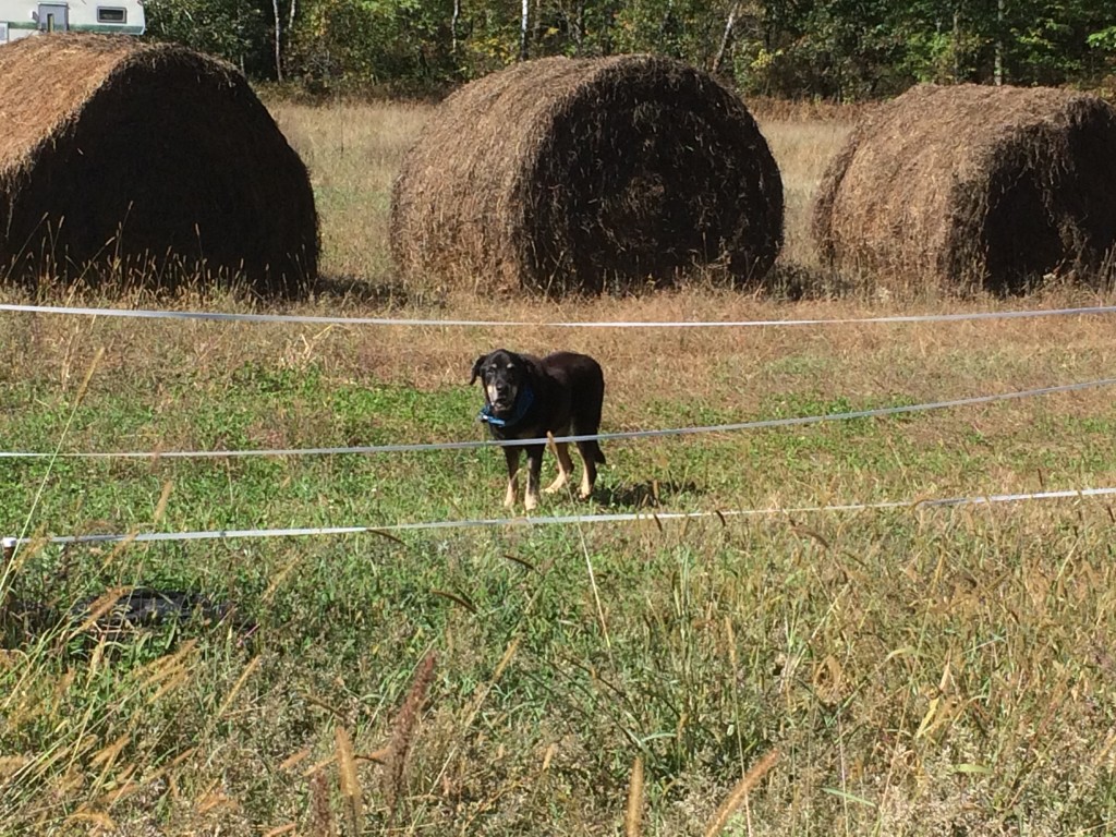 old Cleo can't get around easily at 15, but she still follows us around the outside of the field and keeps an eye on us - here, watching us cover up pepper plants