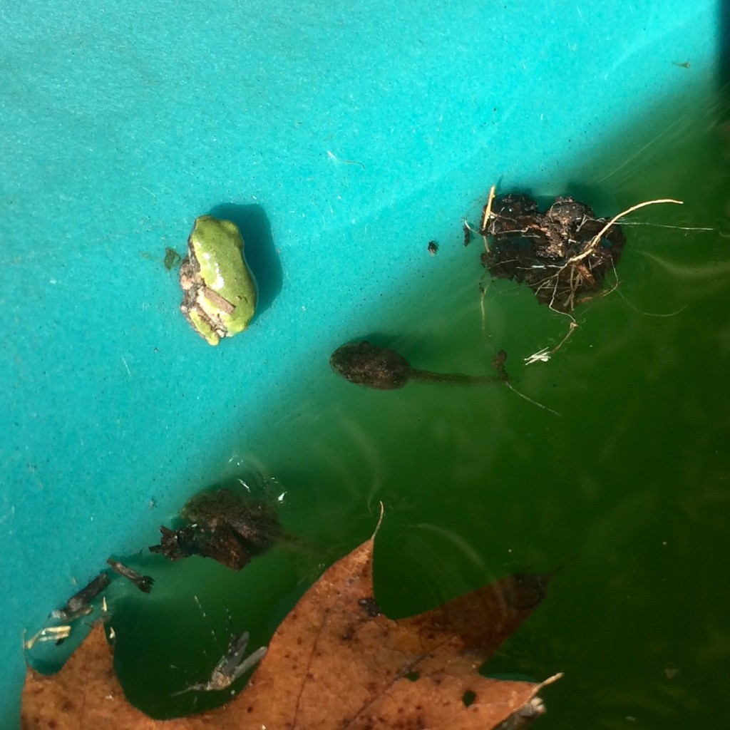 tadpoles are still hatching
