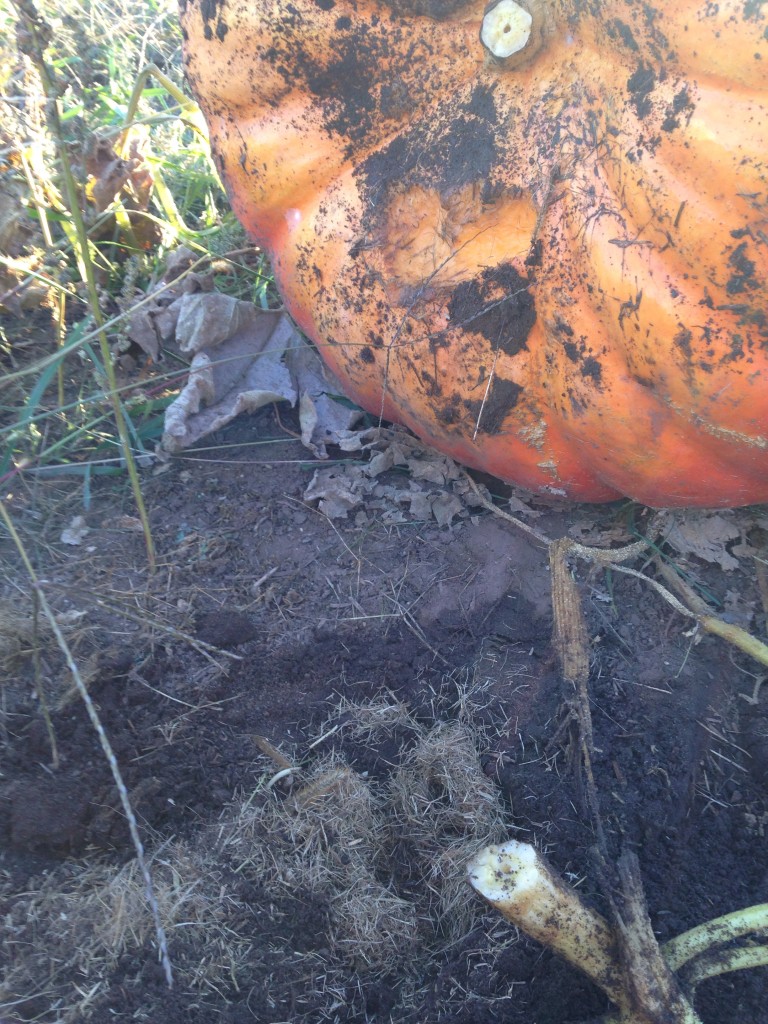 ... had a vole nest tunneled beneath it - where they'd lived safely beneath edible protection.