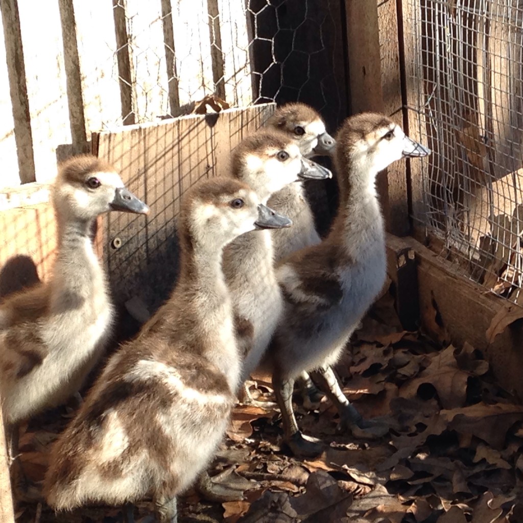 adopted feral Egyptian Geese (which are technically not geese, or ducks - but "shelducks." in the space between the two