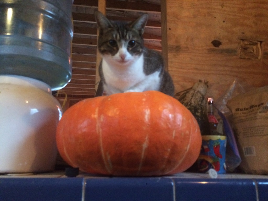 Scout modeling an imported Que Sehra pumpkin