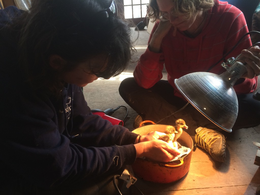 the Ward Sisters nursing ducklings