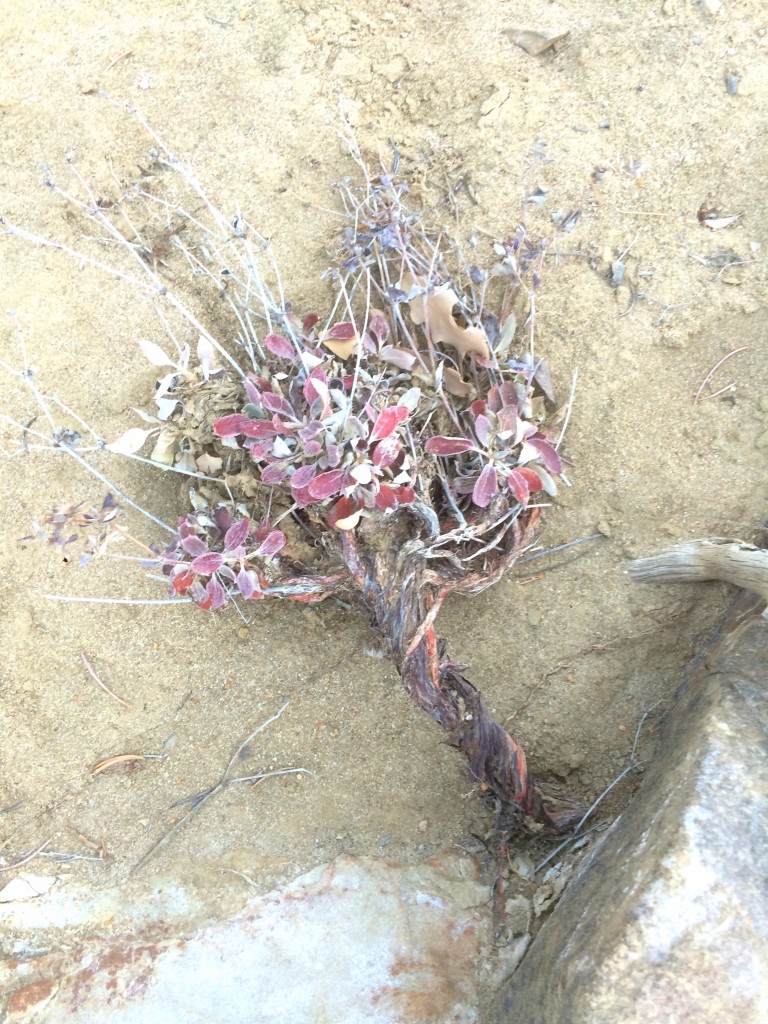 twisted, living arroyo bouquet