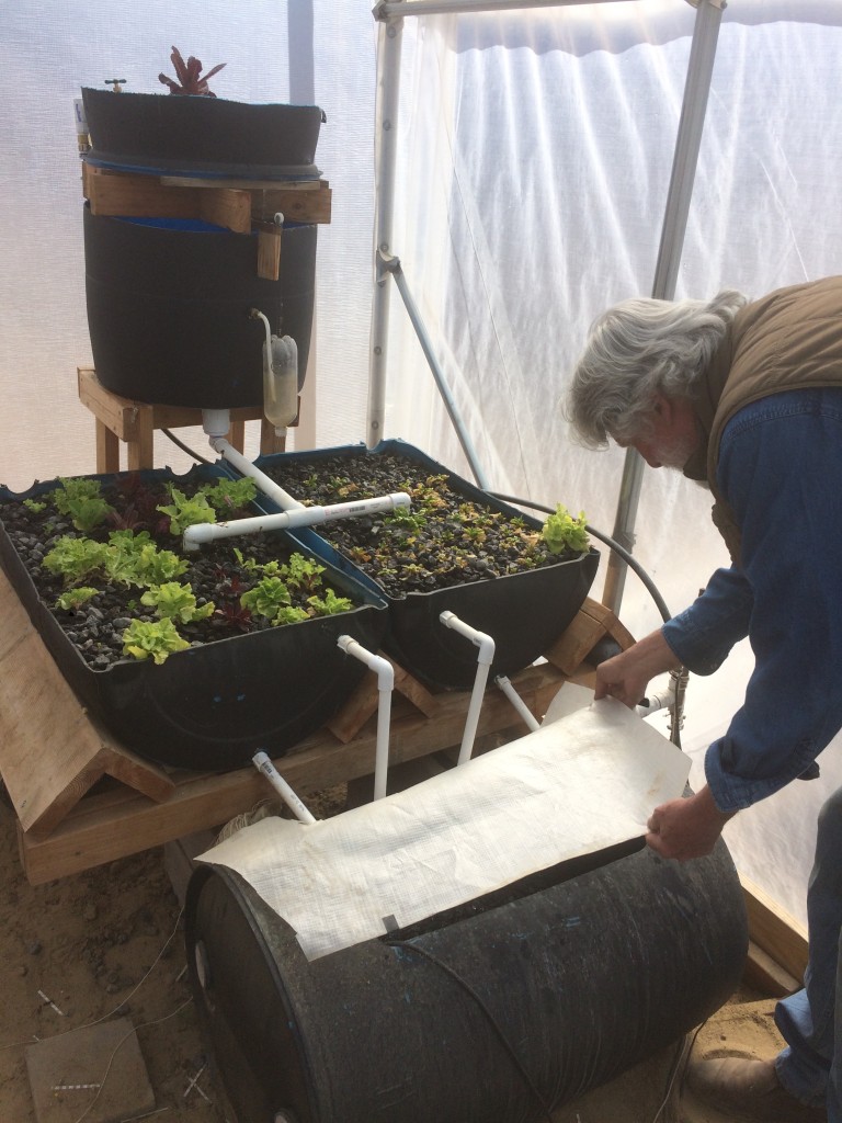 Farmer Gene tends the Barrelponics system