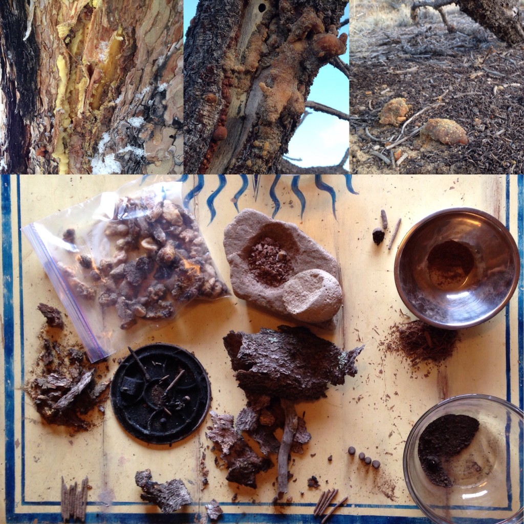 the local Pinion Pines had been ravaged by boring beetles - which resulted in an abundance of fragrant resin globs all over the place, just waiting to be collected and turned into incense ...