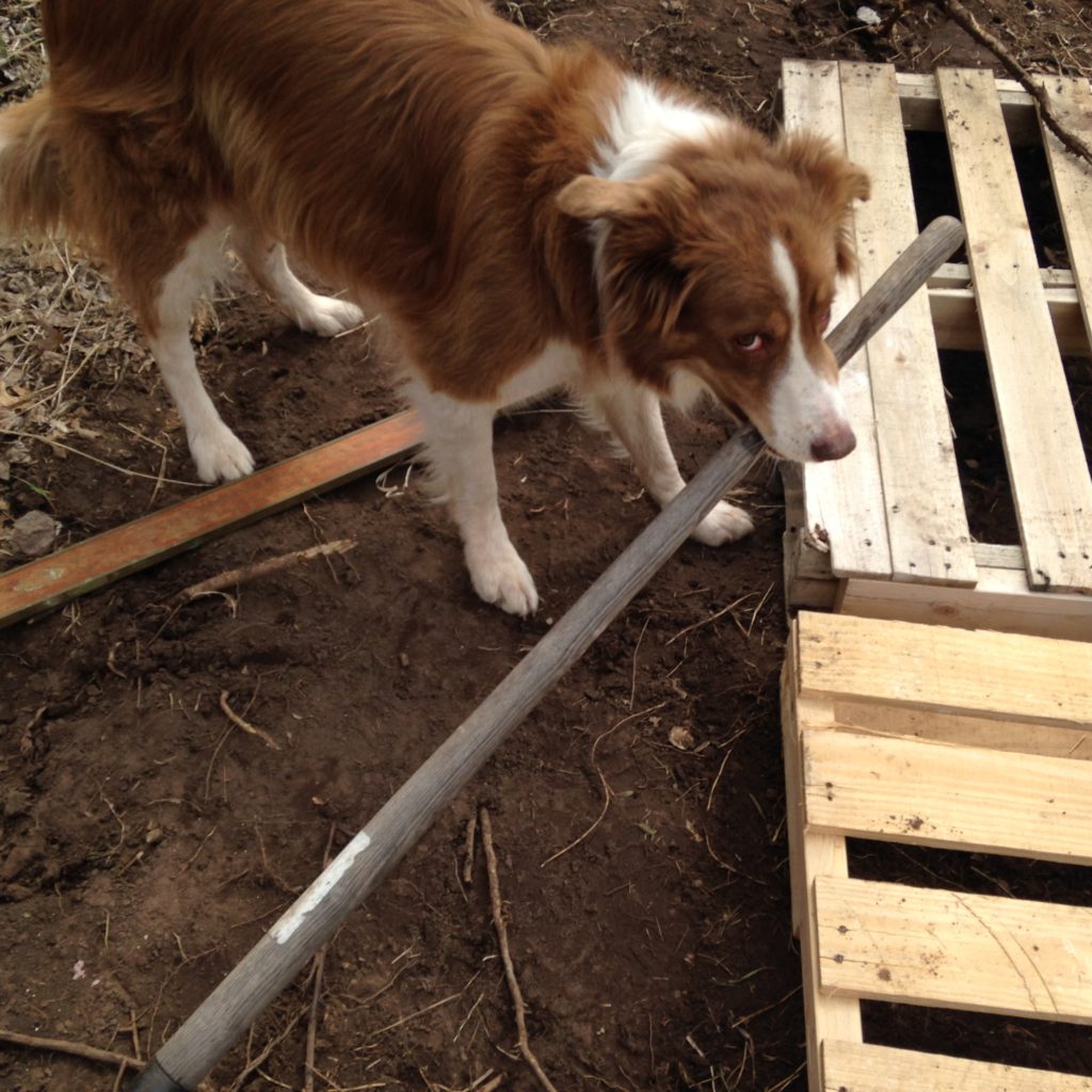 Ace helping with some shovel work .. actually he just wants us to throw that "stick" for him