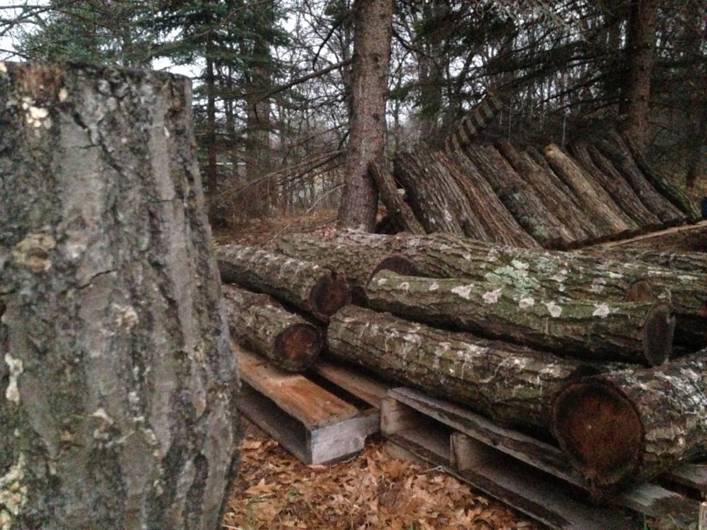 shiitake mushroom inoculated logs