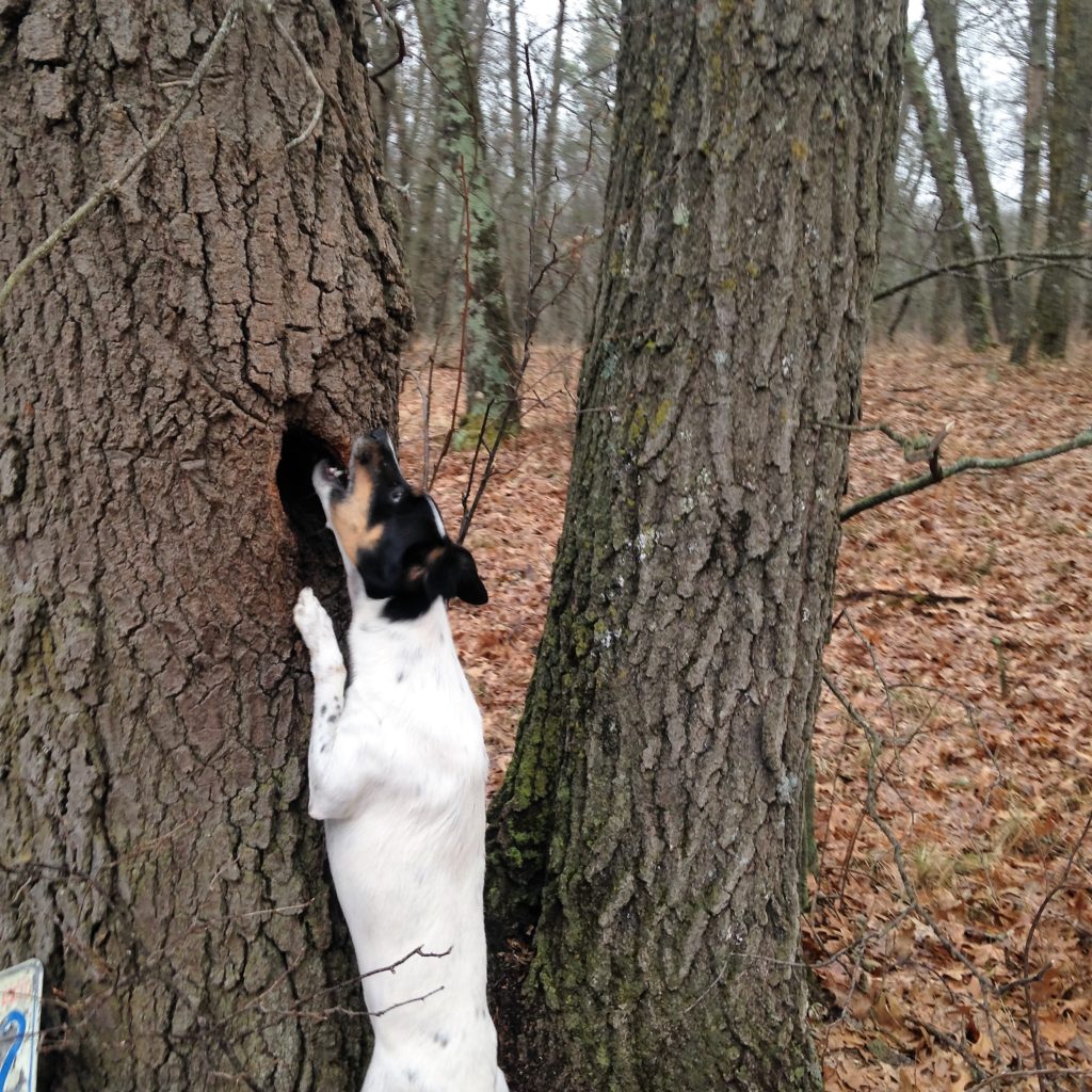 a frustrated Widget tries to chew into the tree where the red squirrel holes up