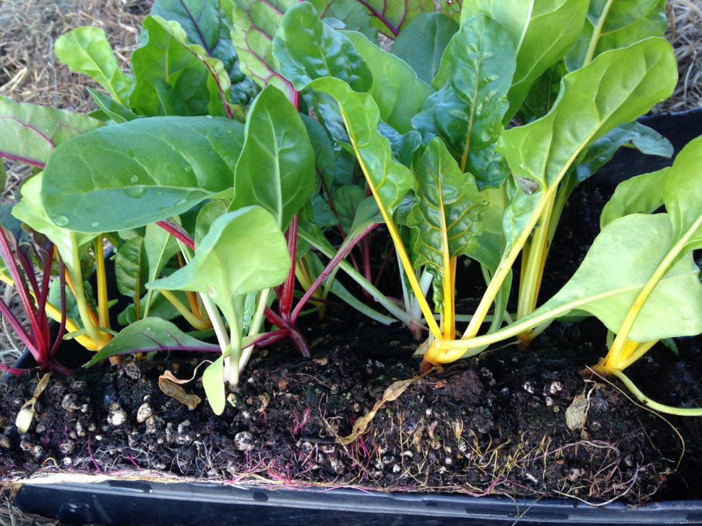 look closely - the Swiss chard has colorful roots, too!