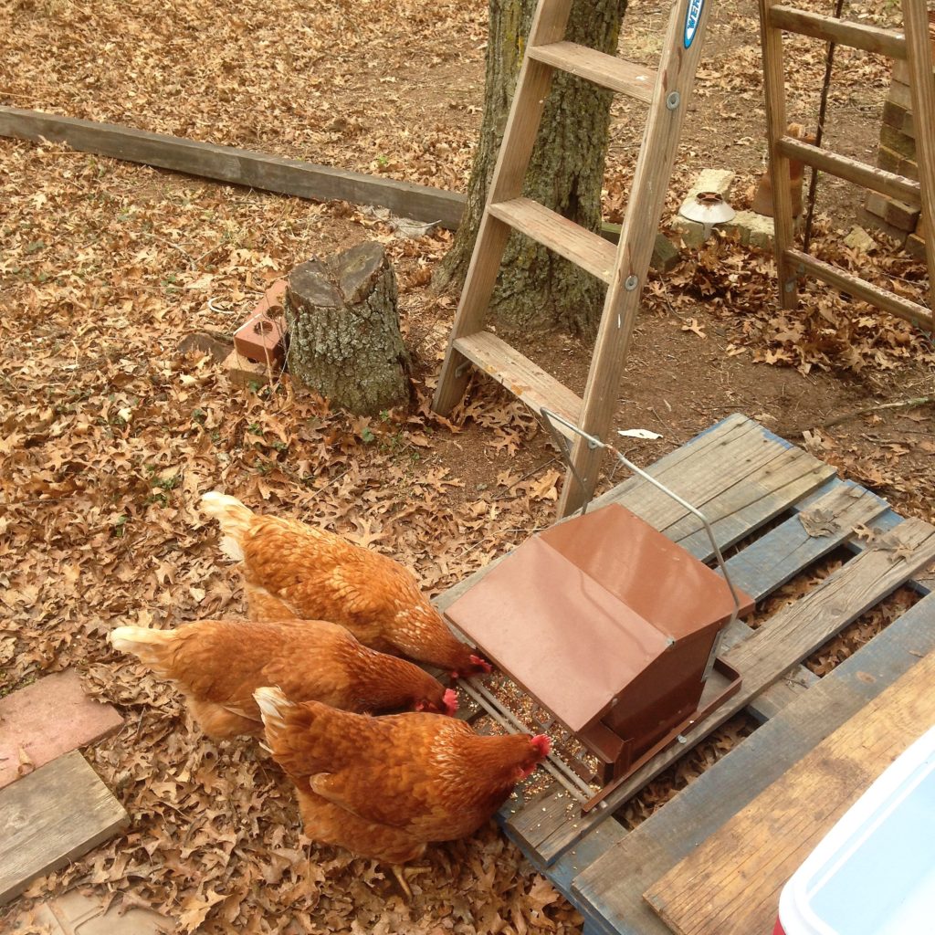 I walked away from the ladder to get hardware to hang the birdfeeder - within a minute these vultures had swooped in