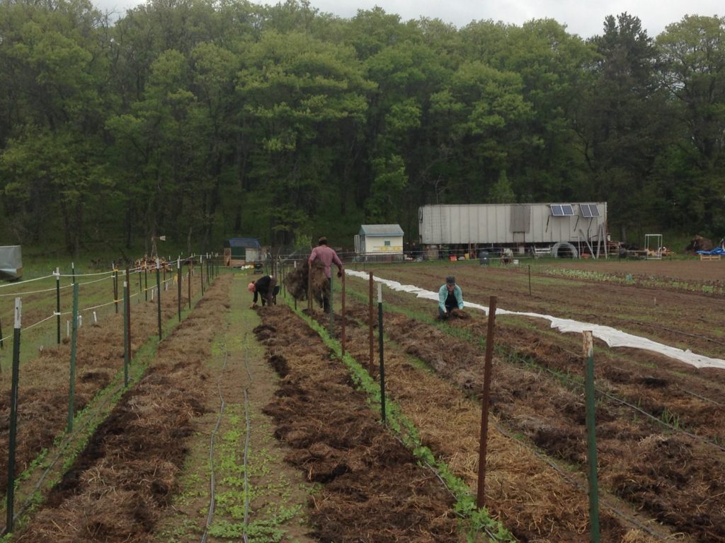 hay mulching the cool weather crops