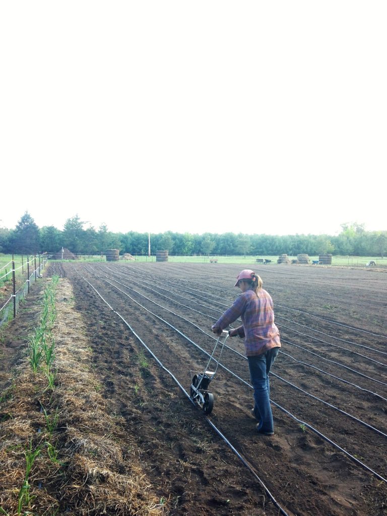 planting beans alongside the garlic