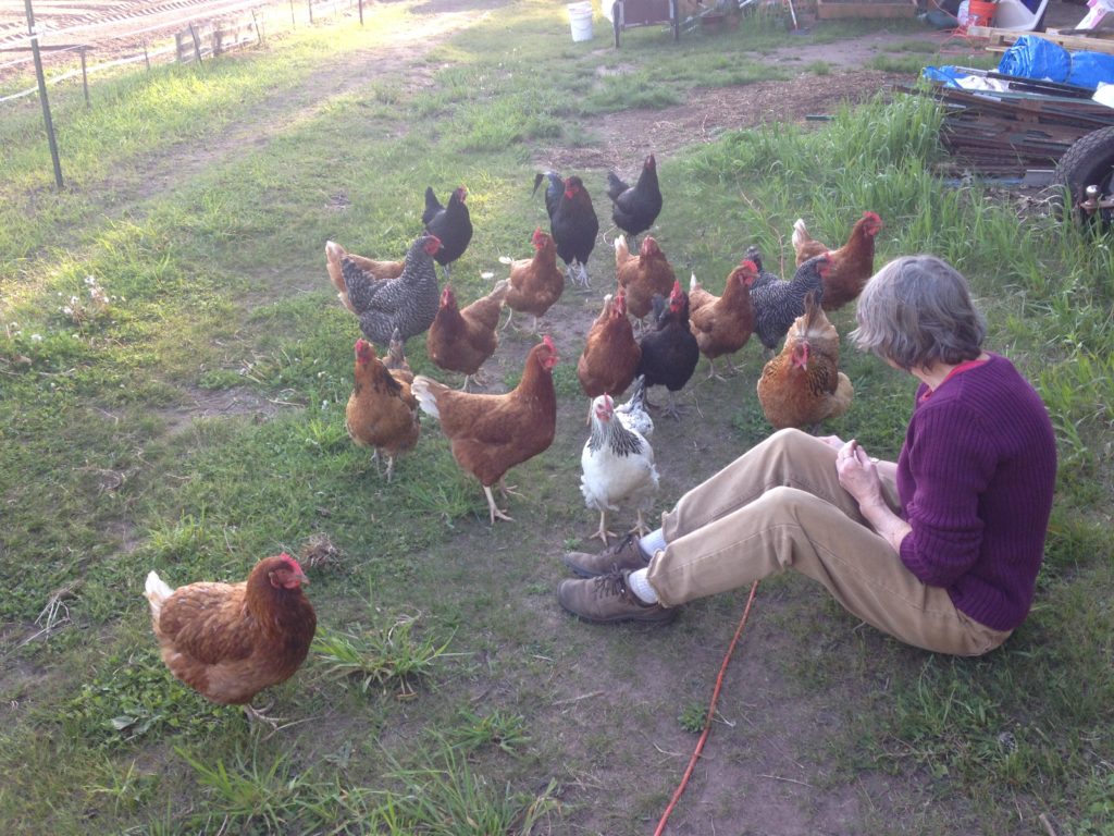 Neighbor Marcia, the Chicken Whisperer