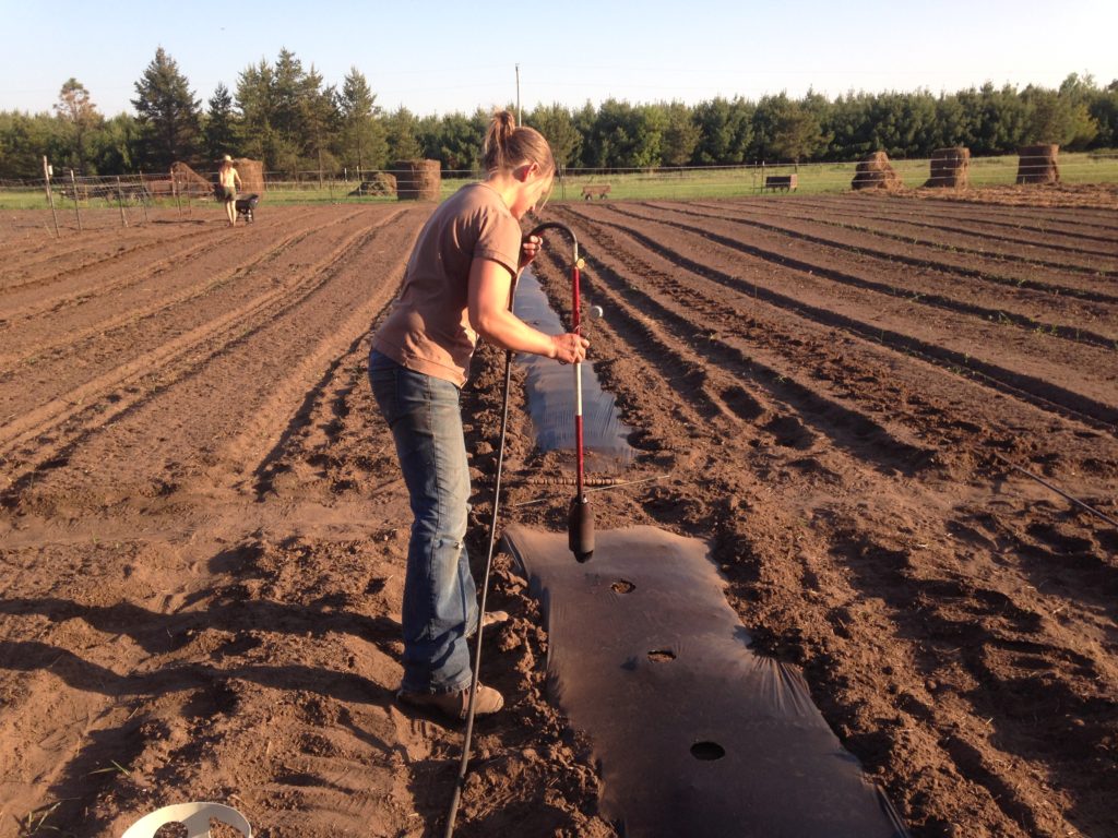 the propane flame weeder also serves as a wonderful hole-maker for the plastic mulch