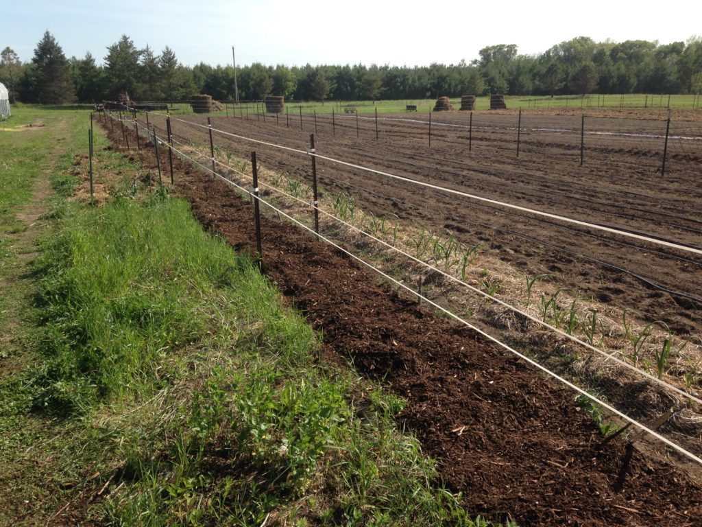 the front line on the War on Quack Grass - this edge of the field is where it's the thickest - we tilled it when it was dry, then mulched over the border with cardboard and woodchips. You don't understand how satisfying this is to me ....