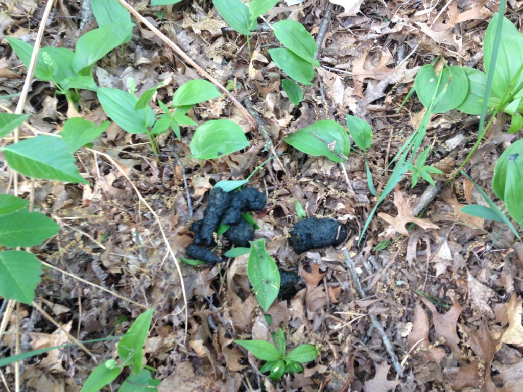 Mr. Bear's scat in the woods near the cooler