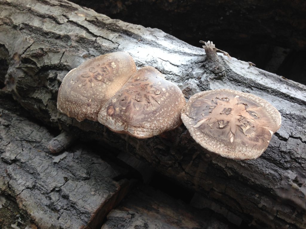 surprise shiitakes - they wre discovered just in time to make for a great breakfast, the morning of the bacon bear