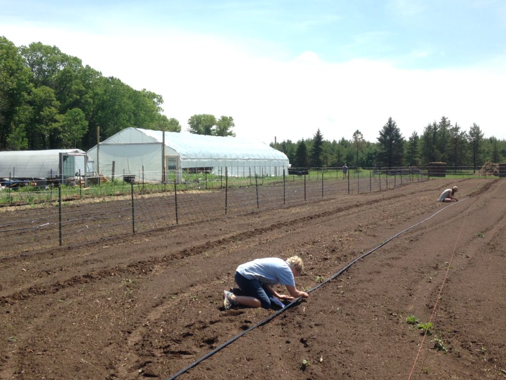 Deb & Nora transplanting cauliflower & broccoli 