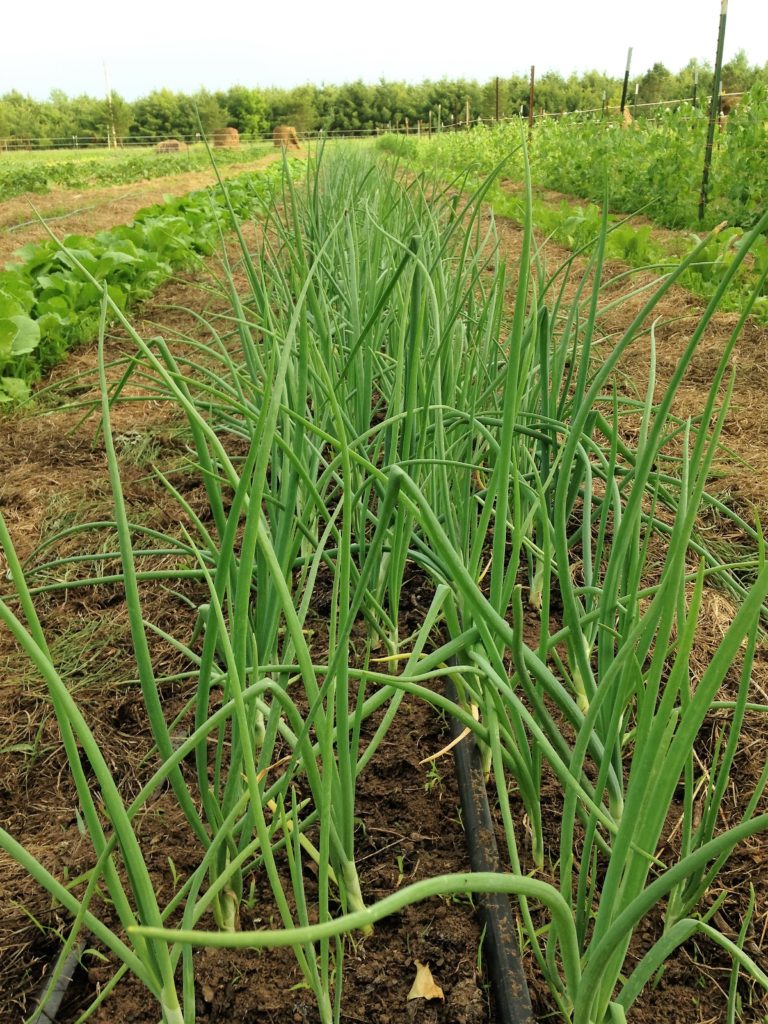 a well-weeded onion row is a delight to behold