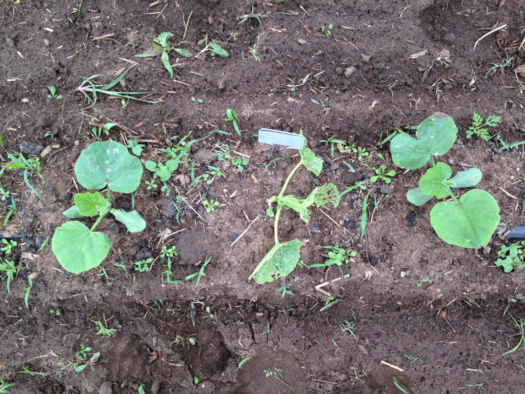 insect "trap crop" - a super-appealing hubbard squash we planted to lure in and destroy the squash vine borers ... turns out they are also a trap crop for cucumber beetles! Can you guess which squash is the hubbard?