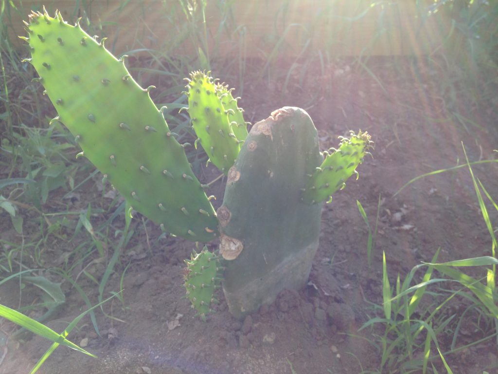the high tunnel cactus experiment is going well.