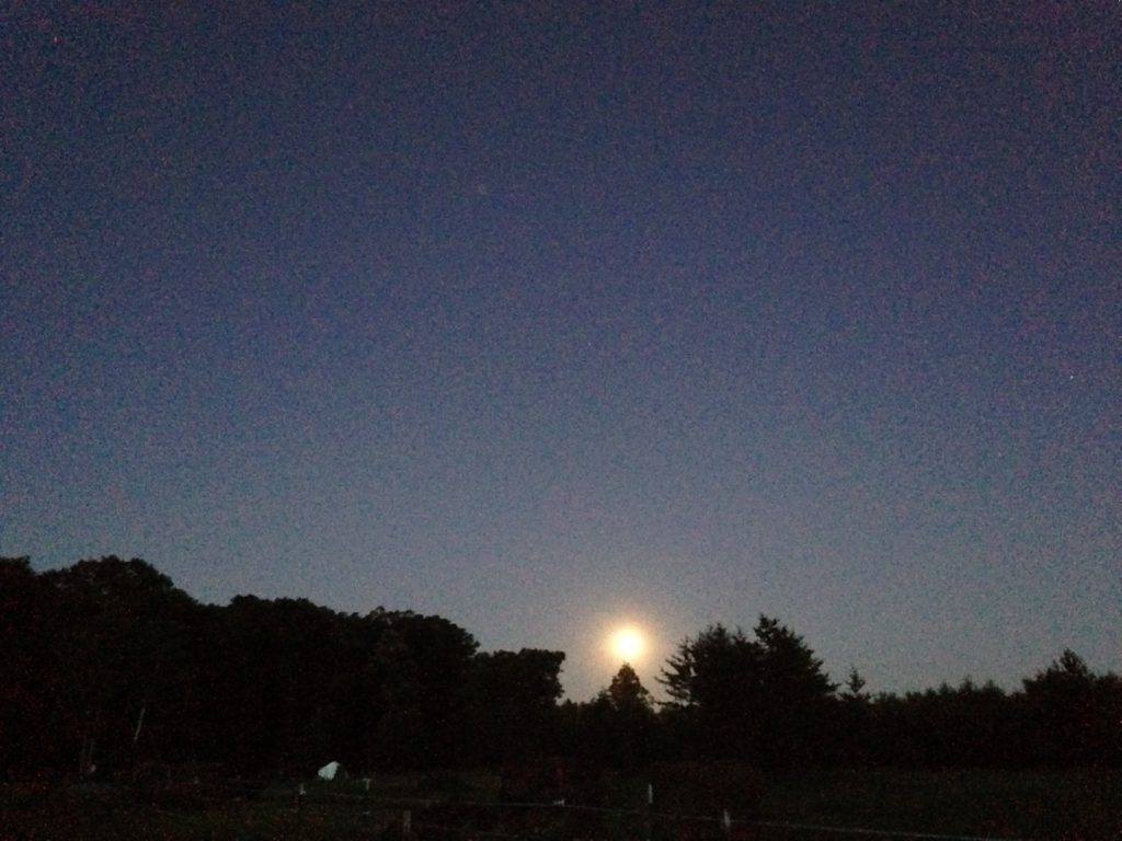 Facebook informed us that this is a "Strawberry Moon" - said to coincide with the first strawberries. I usually don't much care for the many rare and special moons, but this was kinda neat since did find the first ripe strawberry on that very day before I read about it