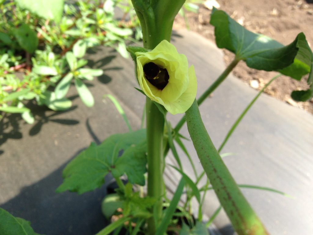 okra flower