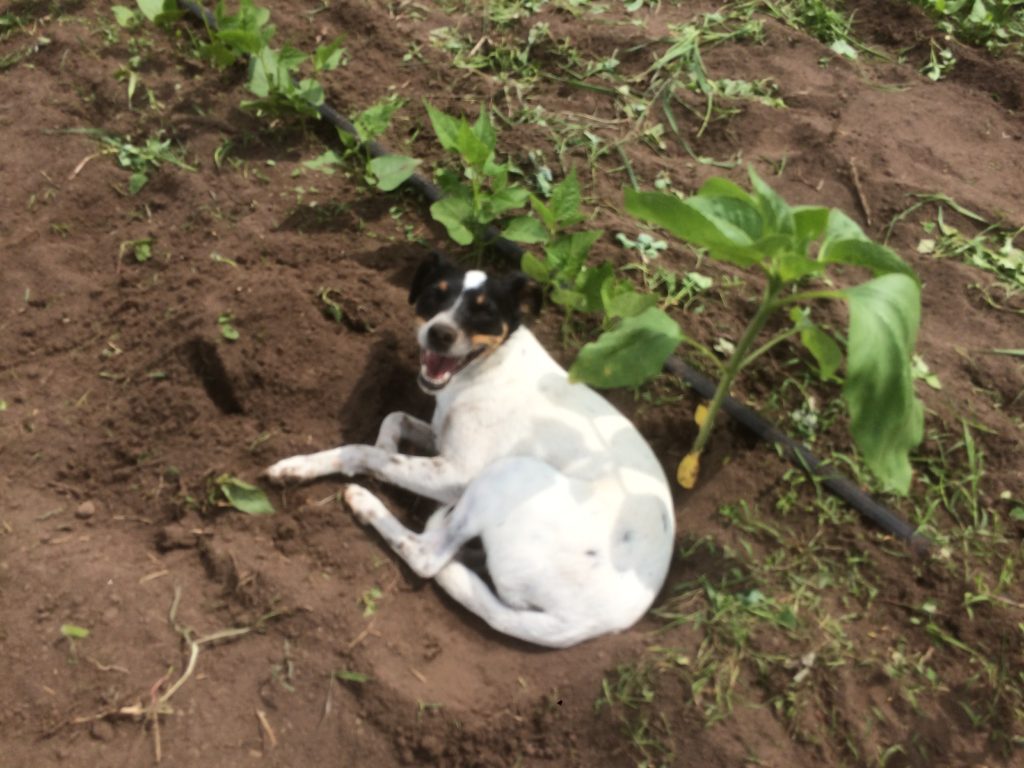 Widget seeks shelter in the shade of a little sunflower