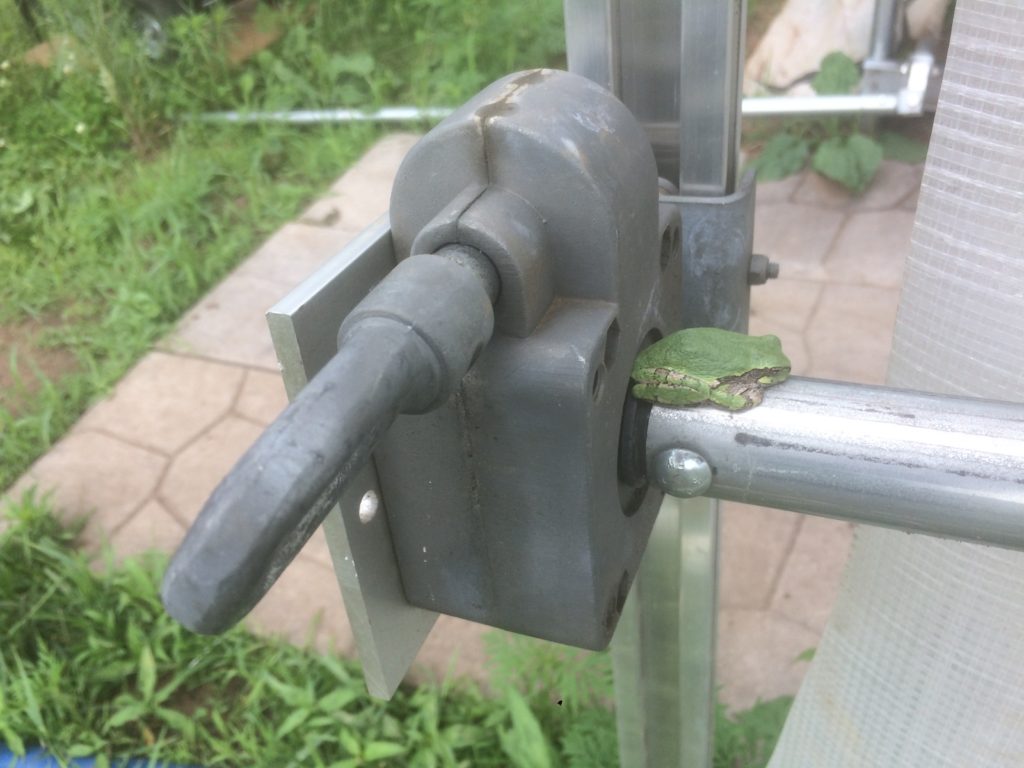 green croaker on the greenhouse crank