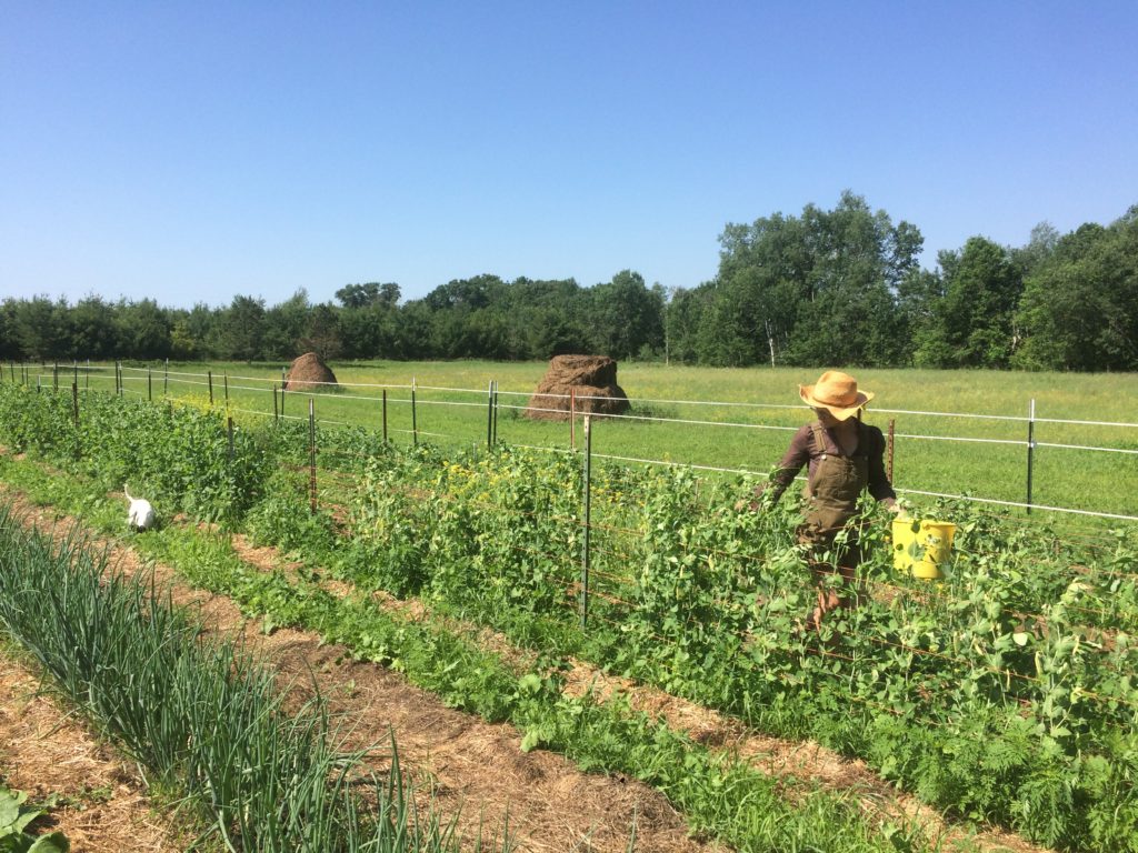 Widget & Kristin trellising up the climbing pea plants