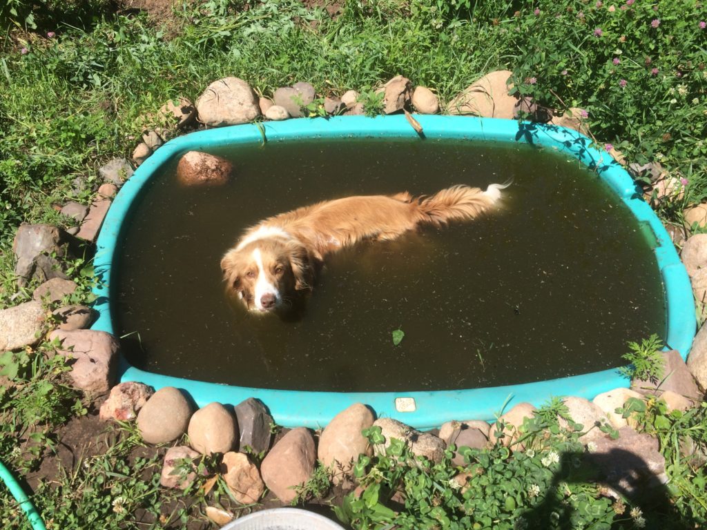 Ace cools off with the tadpoles