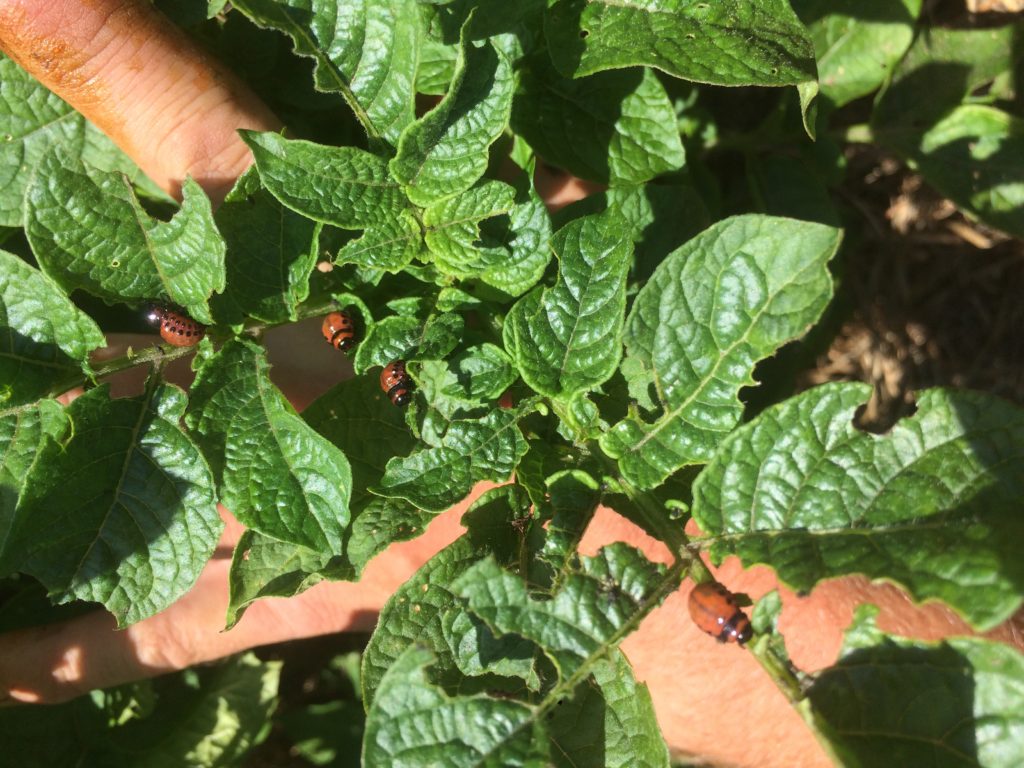 enemy sighted: potato beetle larvae