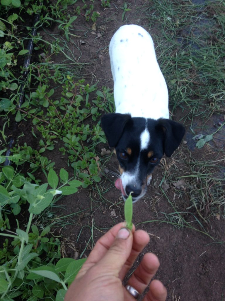 Widget knew I was harvesting from the pea plants, and begged for me to find and provide the baby peasWidget knew I was harvesting from the pea plants, and begged for me to find and provide the baby peas