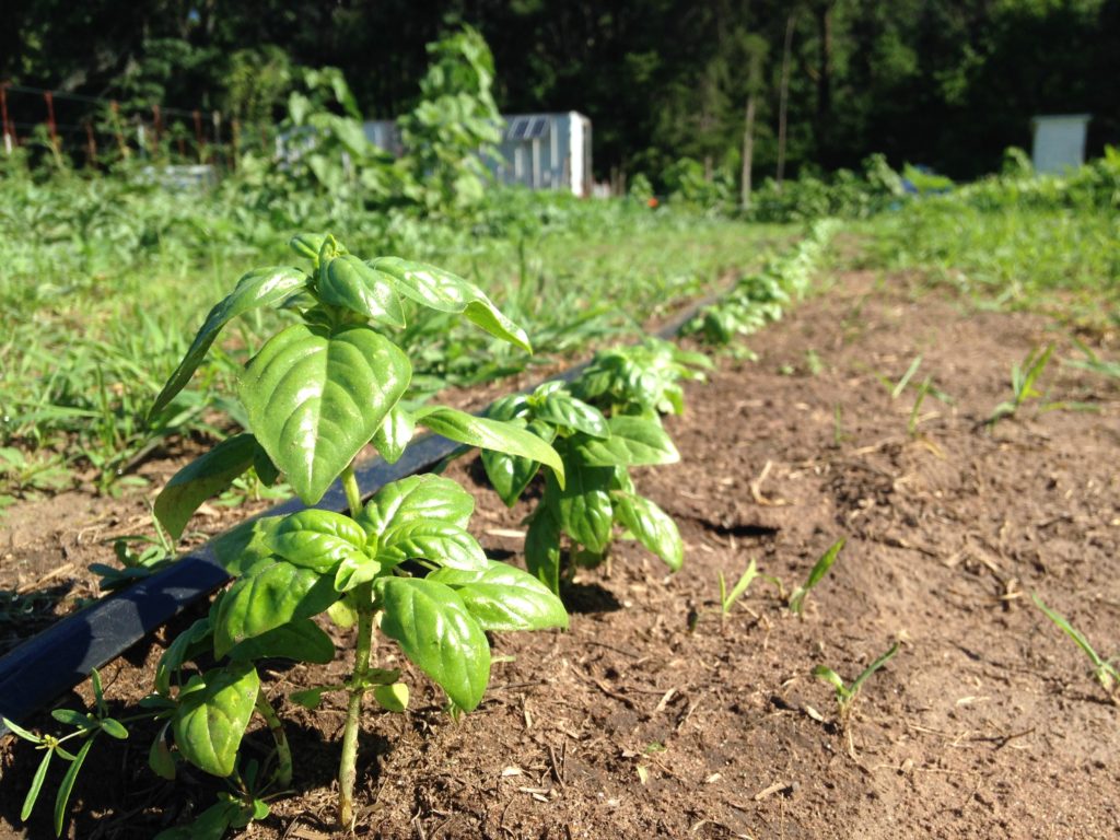 basil planting #2