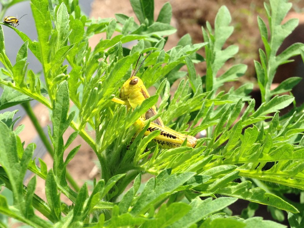 bug photobomb#2 - not the grasshopper, the cucumber beetle (bastard!)