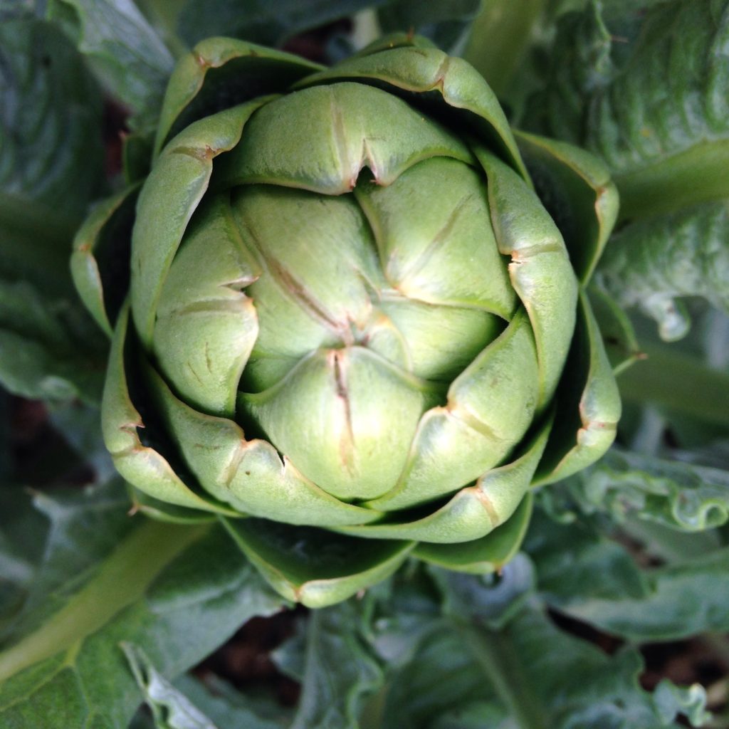 the high tunnel artichoke experiment lives!