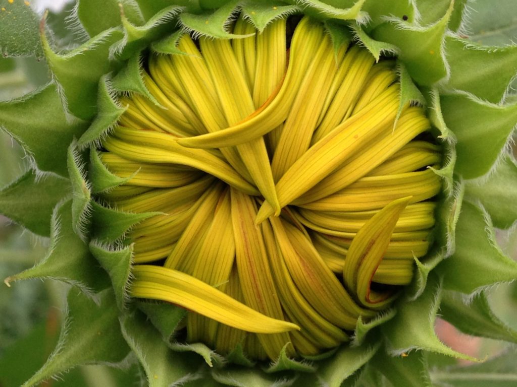 natural beauty - a sunflower camera-phone shot, no filter