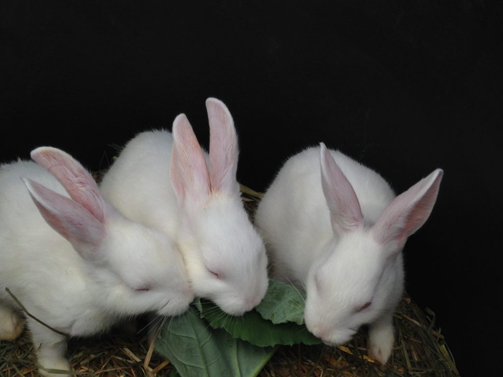 another vendor at the Markey sells bunnies. They love our collard greens.