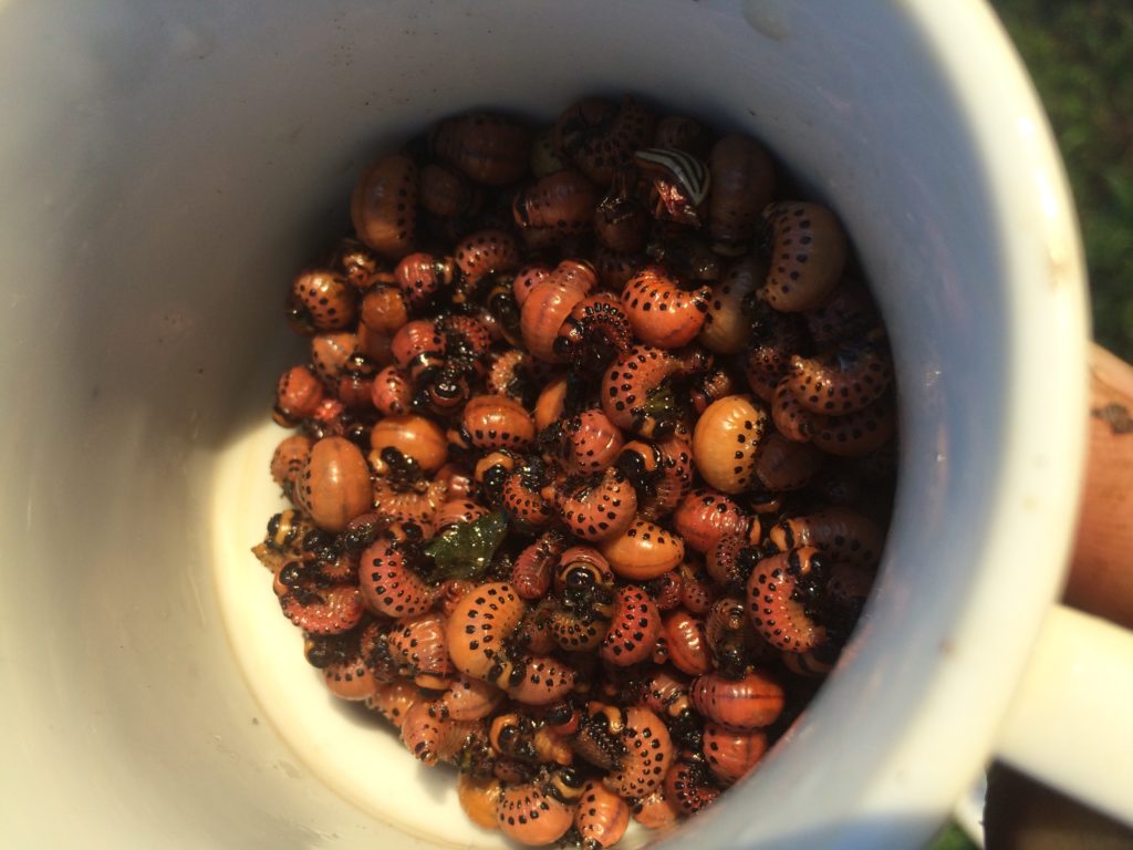 bug mug - a couple of inches of potato beetle larvae