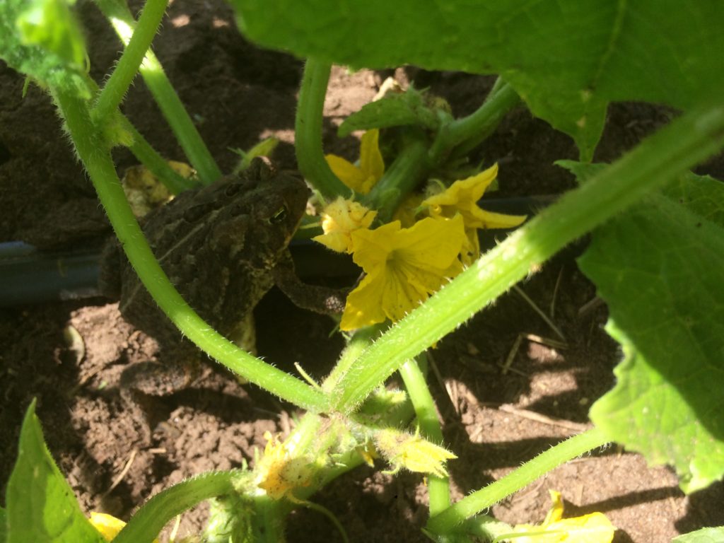 toad in the cukes