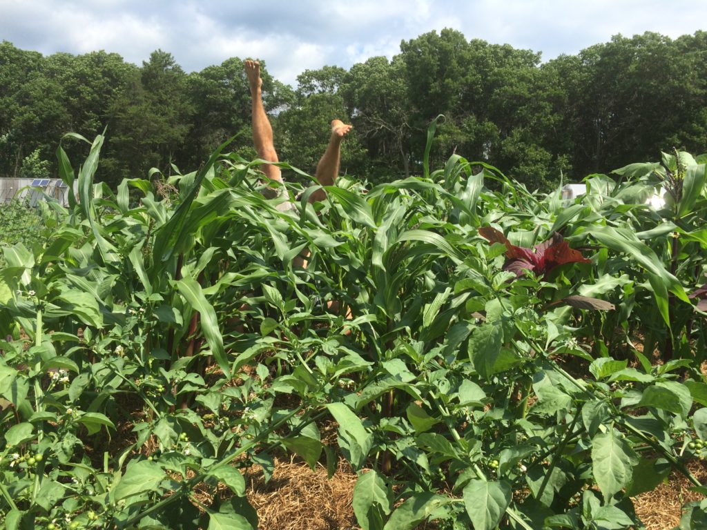 the corn is indeed "knee high by the 4th of July"