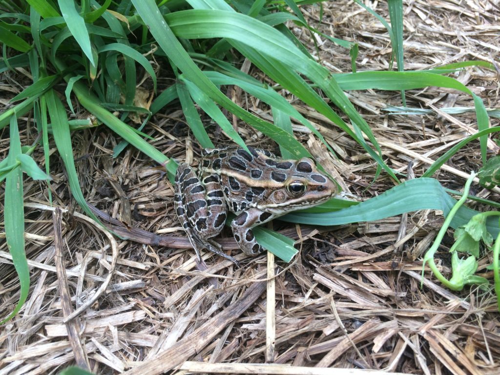 frog in the hay