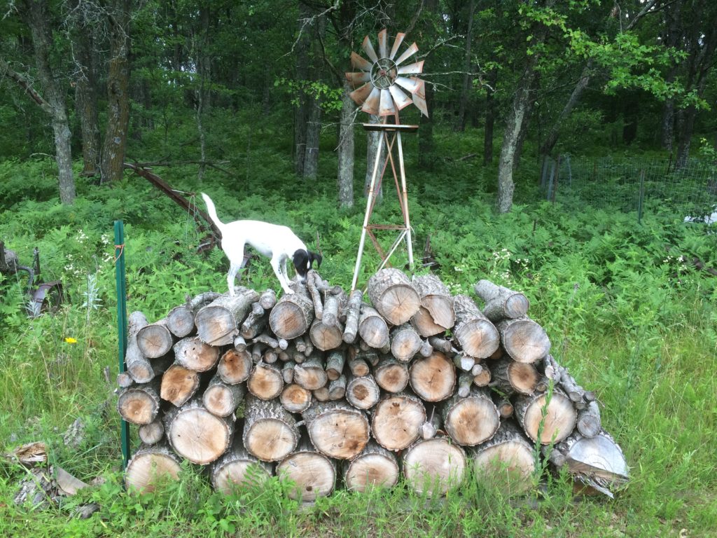 critter in the woodpile is not having any of Widget's efforts to get it out