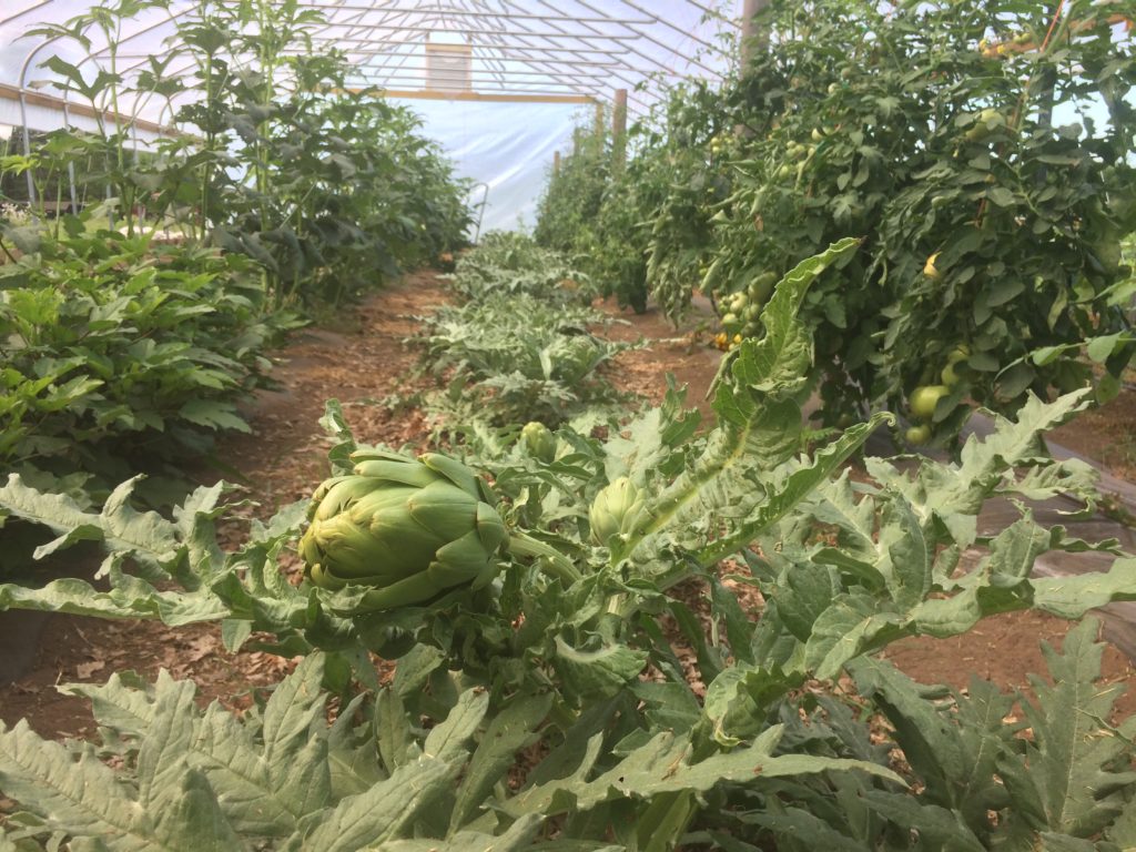 drooping artichoke: result of tunneling voles eating away at the roots.